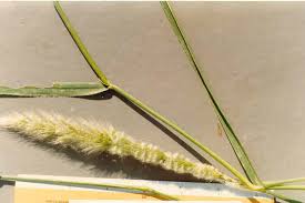 Image result for Polypogon