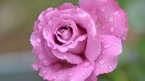 Maybe you would like to learn more about one of these? Rose Flower Pink Free Photo On Pixabay