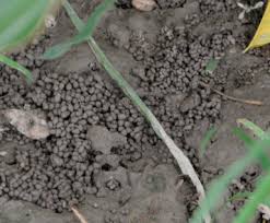 We did not find results for: Earthworm As Ecological Engineers To Change The Physico Chemical Properties Of Soil Soil Vs Vermicast Sciencedirect