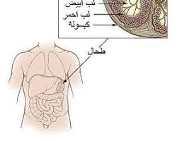 صورة الطحال