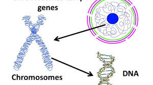 We did not find results for: Biology Cell Nucleus Chromosome And Gene English Youtube