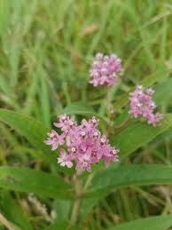 Image result for Asclepias graminifolia