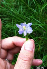 Image result for Monochoria