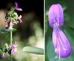 Image result for Dicliptera carvalhoi