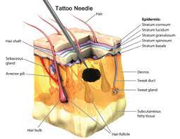 Once your stencil is ready, it's time to create the transfer onto your skin. How Does Tattooing Work Why Does Tattoo Ink Fade Over Time