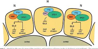 Placed end to end, they would have extended more than 10,000 kilometers. Figure 1 From Constructing A Plant Cell The Genetic Control Of Root Hair Development Semantic Scholar