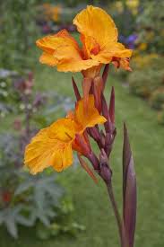 En Avant Canna Lily Flowers And Stem Clippix Etc Educational Photos For Students And Teachers Canna Flower Lily Flower Canna Lily