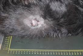 The strongest risk factor for developing skin cancer is ultraviolet (uv) ray exposure, typically from the sun. Current Insights Into Canine Cutaneous Melanocytic Tumours Diagnosis Intechopen