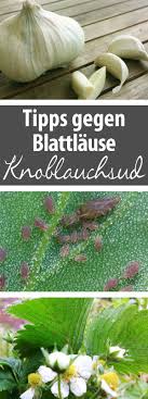 Das Hilft Knoblauchsud Gegen Blattlause Selbst Herstellen Schadlinge Im Garten Garten Gartenschadlinge