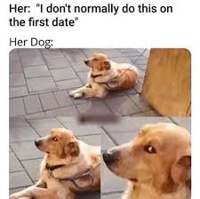 Hilarious Meme Images Animal Memes Funny Pictures Funny Memes Ironic Life Memes Funny Animals Animal Memes Funny Dog Memes