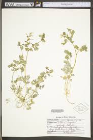 Image result for Fumariaceae