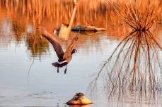 Birding by Van