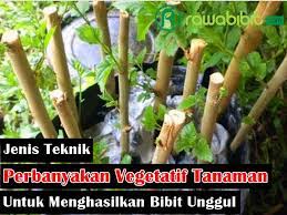 6 Jenis Teknik Perbanyakan Vegetatif Pada Tanaman Untuk Menghasilkan Bibit Yang Berkualitas Unggul Rawabibit Com