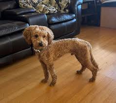 Hello I was wondering if anyone has advice. This is our boy Ludo he is 1  year and 4 months old. We have struggled to get him to gain weight. He  fluctuates