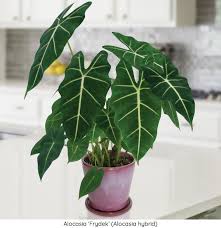 They can be mildly toxic, though, so keep them away from children and pets, especially cats. Low Light Houseplants 15 Fabulous Houseplants Perfect For Low Light