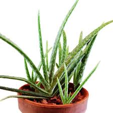 Image result for Aloe wollastonii