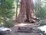 Sequoia National Park California