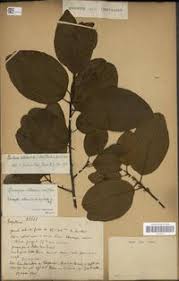 Image result for Pouteria altissima