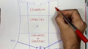 Labeled examination graphic with hypochondrium, hypogastrium and hypochondriac as anatomical body organs position. 9 Regions Of Abdomen Made Simple Youtube