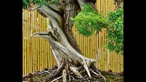 Im garten gibt es immer etwas zu tun: Bonsai Bonsai Baume Gartenbonsai Und Ein Moderner Zen Garten ç›†æ ½ Youtube