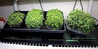 Maybe you would like to learn more about one of these? 10 Best Seedling Heat Mats Must Read Reviews For August 2021