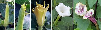 The flowers have 5 large lobes with pointed tips. Datura Wisconsin Horticulture
