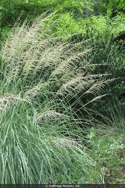 Image result for Sporobolus tenuissimus