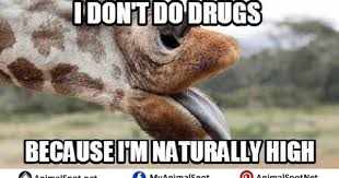Meme Giraffe Giraffe Giraffe Meme Funny Animal Memes