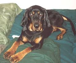 American Black And Tan Coonhound Rescue American Black And Tan Coonhound Coonhound