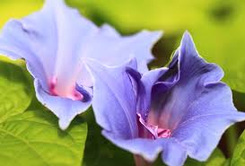 Image result for Ipomoea nil