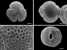 Image result for Colletoecema