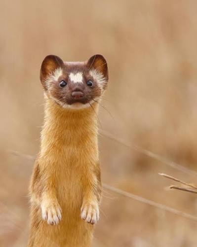 Good morning from me n my best friend. I have been waiting so long to  photograph a long tailed weasel and this curious little fella came right up  to me in the