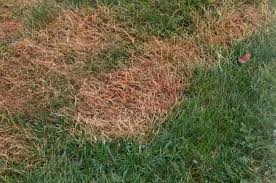 However, i figure that anything i do is useless if i don't get rid of the grubs first. How To Get Rid Of Grubs In Lawn 6 Effective Ways Natural Control Cg Lawn