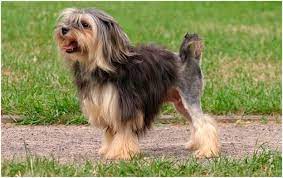 The löwchen dog breed's name means little lion in german, but these small dogs are the farthest thing from a wild animal. Lowchen Facts Pictures Puppies Breeders Price Diet Lifespan Animals Adda