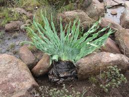 Image result for Cyphostemma saxicola