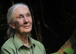 Jane Goodall Celebrates 60 Years of Groundbreaking Chimp Research