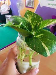 Harini fiqa nak sharekan cara mudah nak biakkan pokok lidah mertua (snake plant) dalam air. Cara Mudah Tanam Pokok Hiasan Money Plant Daripada Keratan Dahan Single Leaf Blog Cik Matahariku