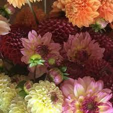 Maybe you would like to learn more about one of these? Backyard Blooms Maine Home Facebook