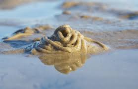 Image result for Aneilema arenicola