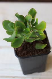 We did not find results for: Ripple Jade Care Learn About Growing A Ripple Jade Plant