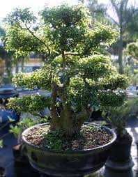 Crape myrtles are originally natives of china and india. Large Crape Myrtle Bonsai Tree Bonsai Tree Crape Myrtle Specimen Bonsai