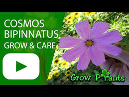 Image result for Cosmos bipinnatus