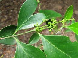 Image result for Pleurostylia