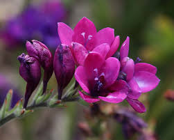 Image result for Babiana