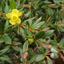 Image result for Berberis verruculosa