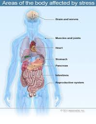 22 Stress Causes Symptoms Effects Types And Management Perevod slova relieve, amerikanskoe i britanskoe proiznoshenie, transkripciya, slovosochetaniya, odnokorennye slova, primery ispolzovaniya. stress causes symptoms effects types