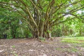 Image result for Ficus chirindensis
