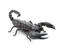 The emperor scorpion is one of the largest species of scorpion in the world, with adults averaging about 7.9in. Emperor Scorpion Pandinus Imperator For The Month Of November 34 99 While Supplies Last Scales N Tails
