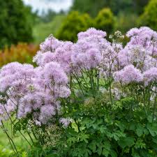 Image result for Thalictrum rhynchocarpum