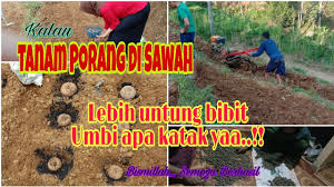 Cara tanam porang bibit 6 bulan panen vlog paidi porang. Budidaya Porang Di Sawah Sangat Menguntungkan Rujukan News